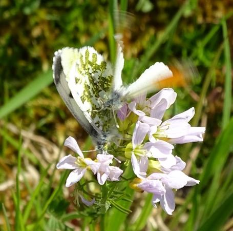 Réf. 203 904 : Anthocharis cardamines